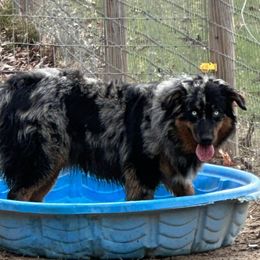 Phantom - Australian Shepherd