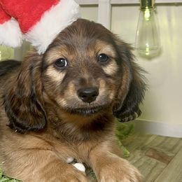Reno - Red Dachshund puppy in Poplarville, Mississippi from T's Kennel