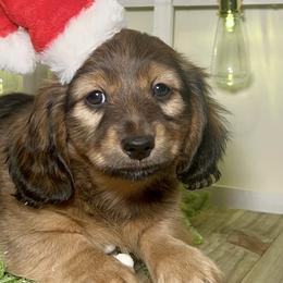 Reno - Red Dachshund puppy in Poplarville, Mississippi from T's Kennel