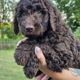 SKYE - Chocolate female Goldendoodle puppy in Jeddo, Michigan from Bert's Doodles