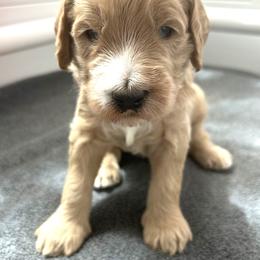Goldendoodle Puppies from Hilltop Goldendoodles