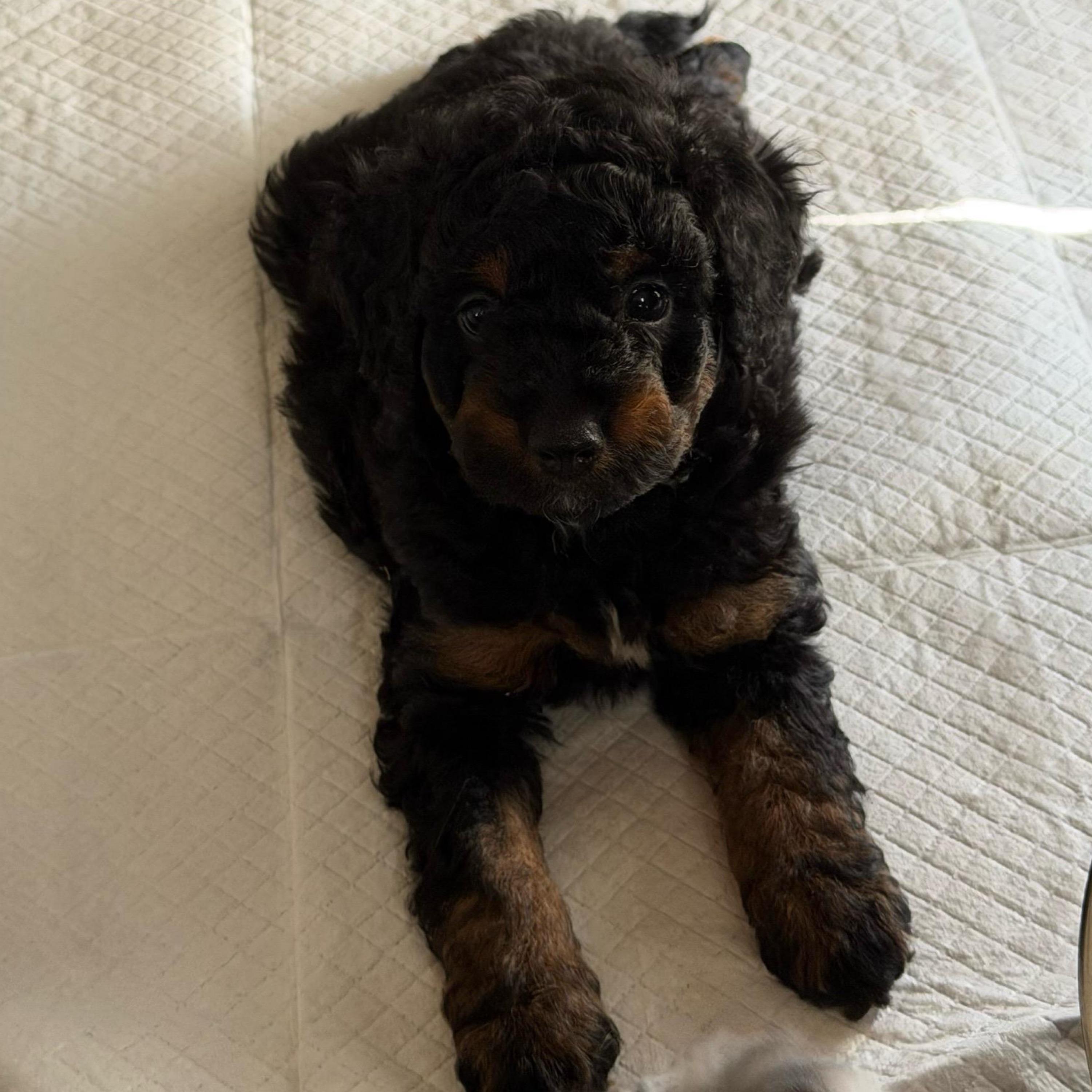 Boy 3 (limeade) - Black tri-color male Aussiedoodle puppy in Paradise, Texas from Diamond Z Poodles & Doodles