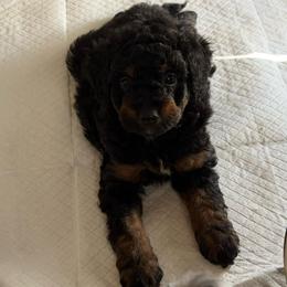 Boy 3 (limeade) - Black tri-color male Aussiedoodle puppy in Paradise, Texas from Diamond Z Poodles & Doodles