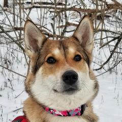 Ember - West Siberian Laika