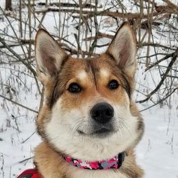 Ember - West Siberian Laika