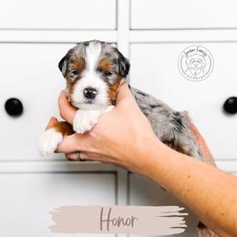 Honor - Blue merle male Bernedoodle puppy in Mahomet, Illinois from Jordan Family Doodles