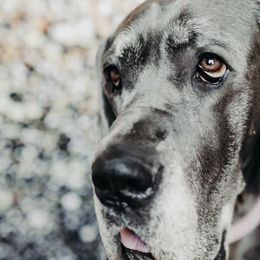 Great Danes from Indigo Blu Danes