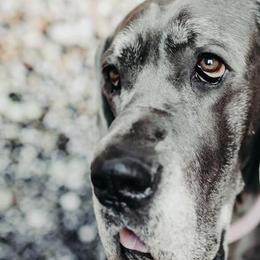 Great Danes from Indigo Blu Danes