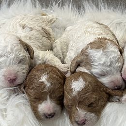 Goldendoodles from Bryce Valley Breeding