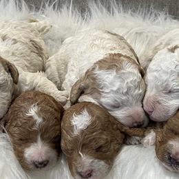 Goldendoodles from Bryce Valley Breeding
