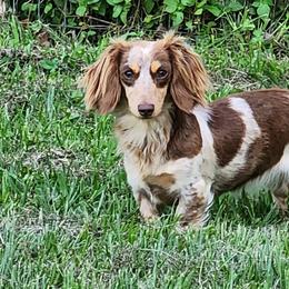 Dachshunds from BlackPine Kennels