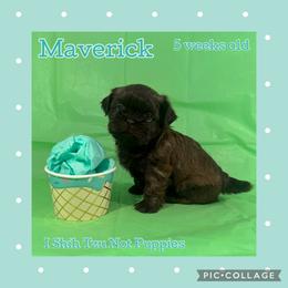 Maverick - Liver male Shih Tzu puppy in Beatrice, Nebraska from I Shih Tzu Not Puppies