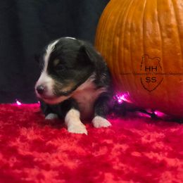 Cove - Black white and tan female Shetland Sheepdog puppy in Lebanon, Tennessee from Henotic Homestead's Shetland Sheepdogs