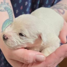 Linguine - White male Miniature Schnauzer puppy in Allison, Iowa from Firefly Stables