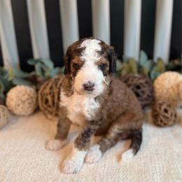 Kirby - Sable male Bernedoodle puppy in Perrysville, Ohio from Pleasant Valley Bernedoodles