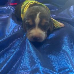 Tricolor Boy 2 - Black tan and white male Beagle puppy in Dime Box, Texas from Kuehlers Kavaliers