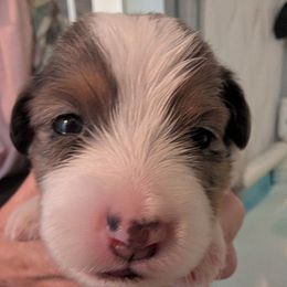 Prancer - Blue merle female Toy Australian Shepherd puppy in Lakeland, Florida from Alexandra's Toy Aussies