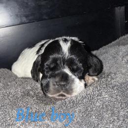 Boy 1 , blue collar - Blue roan male Cocker Spaniel puppy in Boca Raton, Florida from Gold-Coast Cockers