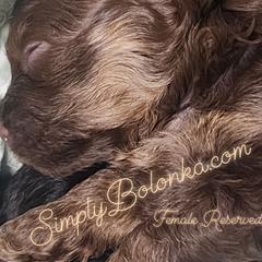 Russian Tsvetnaya Bolonka Puppies from Simply Bolonka - A Russian Tsvetnaya Bolonka Kennel