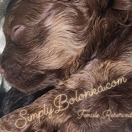 Russian Tsvetnaya Bolonka Puppies from Simply Bolonka - A Russian Tsvetnaya Bolonka Kennel