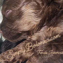 Russian Tsvetnaya Bolonka Puppies from Simply Bolonka - A Russian Tsvetnaya Bolonka Kennel