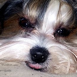 Yorkshire Terriers from Linh Tranvu's Yorkies