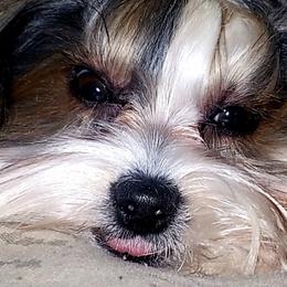 Yorkshire Terriers from Linh Tranvu's Yorkies