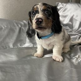 Dachshund Puppies from Dreaming of Dachshunds