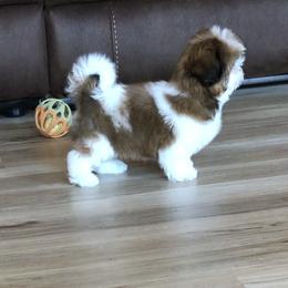 Shih Tzu Puppies from Stevens’ Hidden Acres