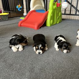 Biewer Terrier Puppies from Bouquet Biewers