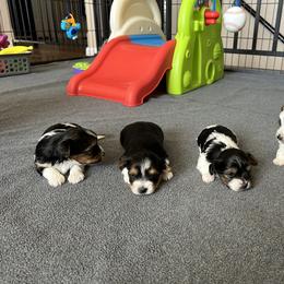 Biewer Terrier Puppies from Bouquet Biewers