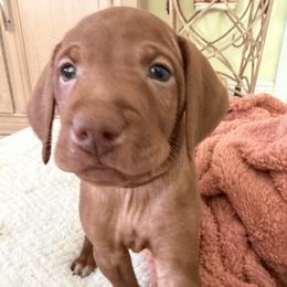 Brown - Golden rust male Vizsla puppy in Miami, Florida from George's Vizslas