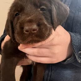 Girl 6 - Chestnut female Wirehaired Pointing Griffon puppy in Port Orchard, Washington from American Patriot Kennels