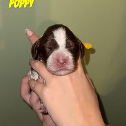 Poppy - Liver white and tan female English Springer Spaniel puppy in Williston, Florida from Parks Paradise Springers
