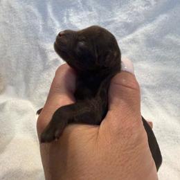 Lulu's Liver beauty - Liver female Miniature Schnauzer puppy in Forest, Virginia from Prestige Kennel LLC