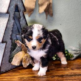 Stitch - Blue merle male Miniature Australian Shepherd puppy in Mc Alester, Oklahoma from Angel's Aussies