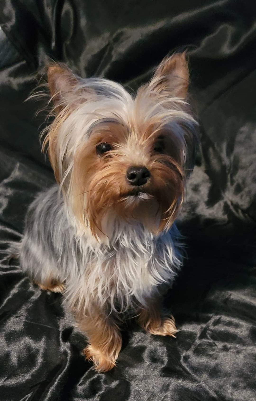 Bebesita - Yorkshire Terrier