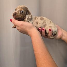 Isabella dapple - Dapple female Dachshund puppy in Hesperia, California from VOM HAUSE IMPERIAL