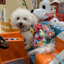 Annie - Bichon Frise