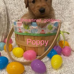 Girl 2 - Golden Retriever puppy in Victorville, California from Martinez Goldens