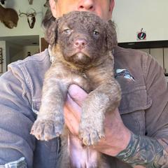Black - Deadgrass male Chesapeake Bay Retriever puppy in Dallas, Pennsylvania from Ghost Dog Chesapeakes
