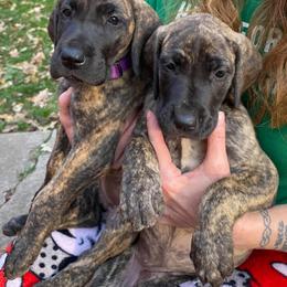 Great Dane puppies from Honi Vale Great Danes