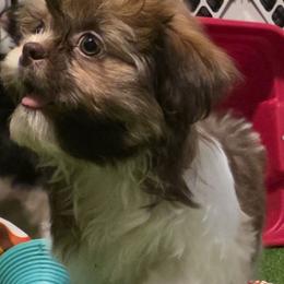 Boy One - Tricolor male Shih Tzu puppy in New Bern, North Carolina from Kuddly Creatures
