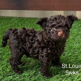 St. Louis - Chocolate male Yorkipoo puppy in Waldorf, Maryland from Luv My Yorkies, LLC