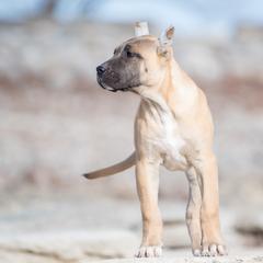 Mandarynka - Perro de Presa Canario puppy in Leitchfield, Kentucky from Rey Gladiador Presa Canario