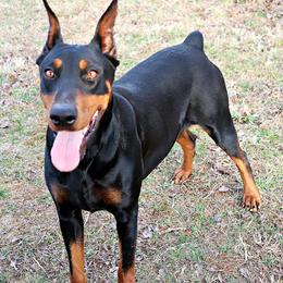 Tiana - Doberman Pinscher