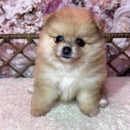 Pomeranian Puppies from Nel’s Pomeranians