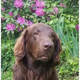 Hannah - Flat-Coated Retriever