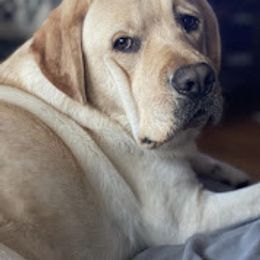 Labrador Retriever Puppies from Penny Lane Labradors