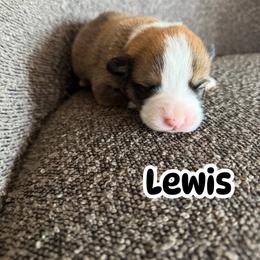 Lewis - Red male Pembroke Welsh Corgi puppy in Denver, Colorado from Monarch Corgis